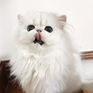 宝可梦美女裸体❌开腿网站
